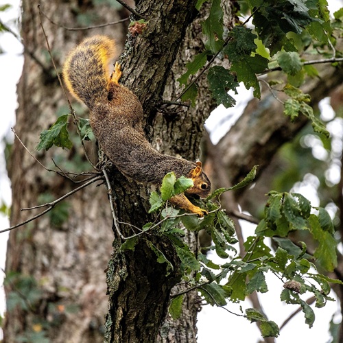 Squirrel Picking Acorn